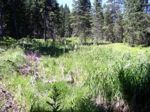 15 Radoljna_povirni del pod Ostruščico (Foto 15, Arhiv ZRSVN OE Celje)